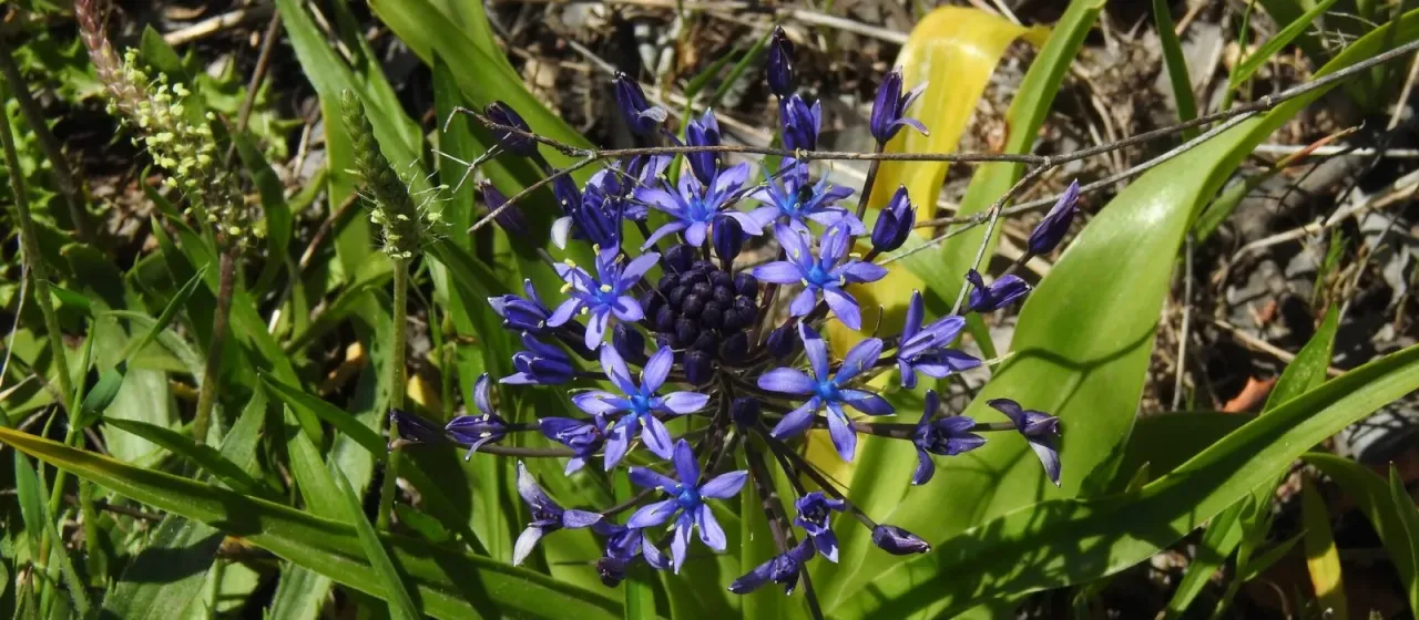 Пролеска сицилийская