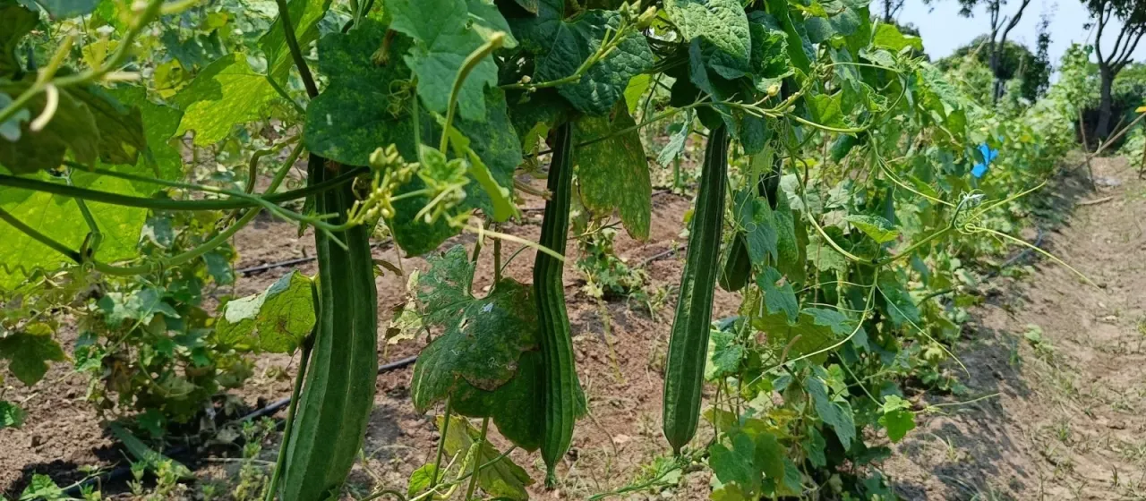 Angled luffa