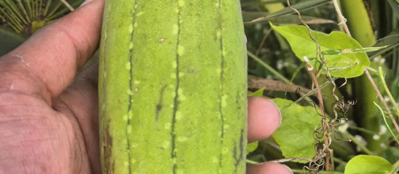 Luffa aegyptiaca
