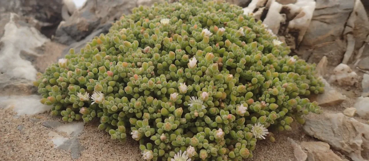 Drosanthemum luederitzii