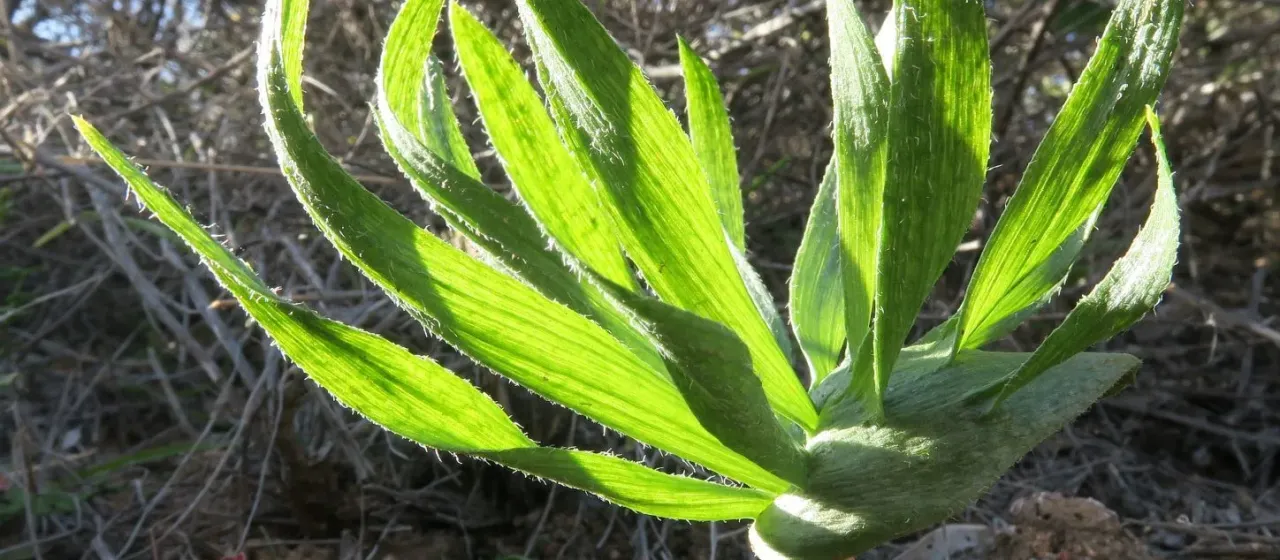 Eriospermum alcicorne