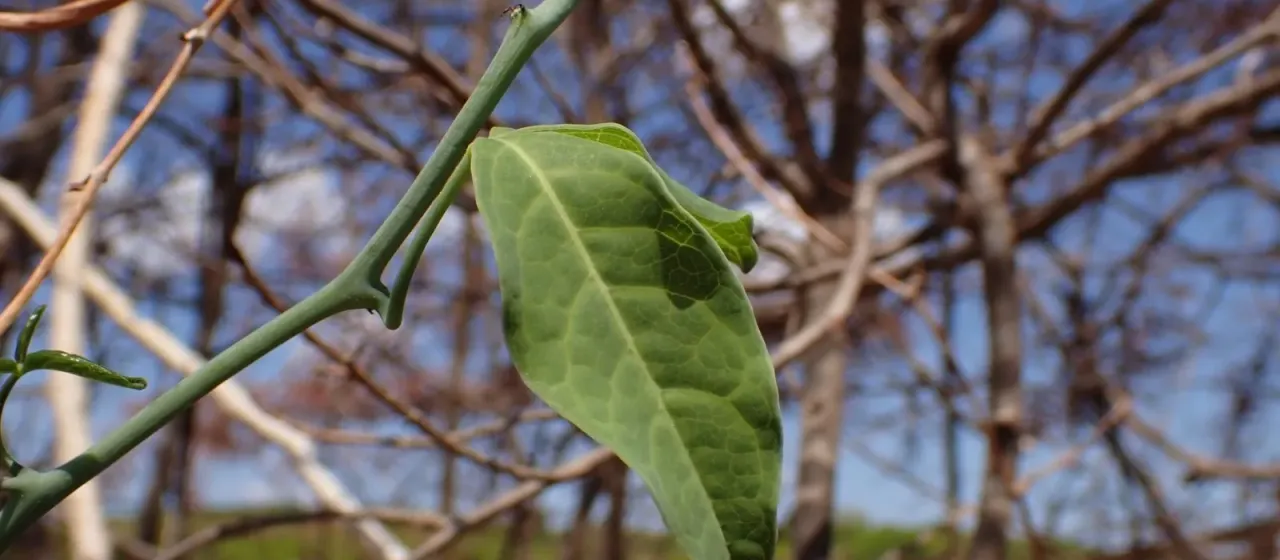 Trochomeriopsis diversifolia