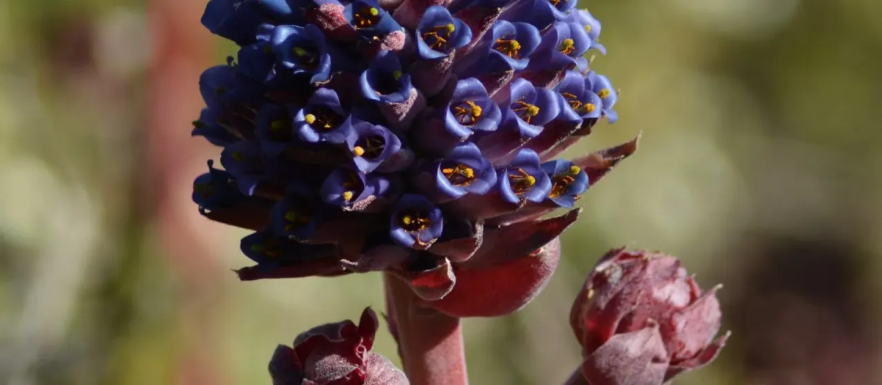 Puya venusta