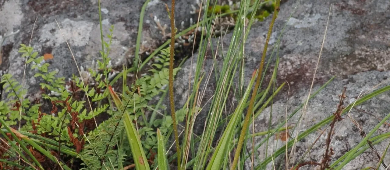 Bulbine latifolia