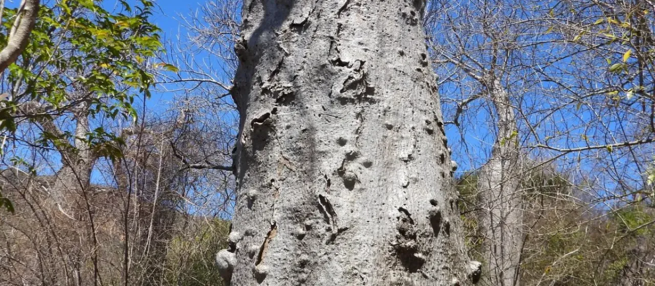 Adansonia madagascariensis