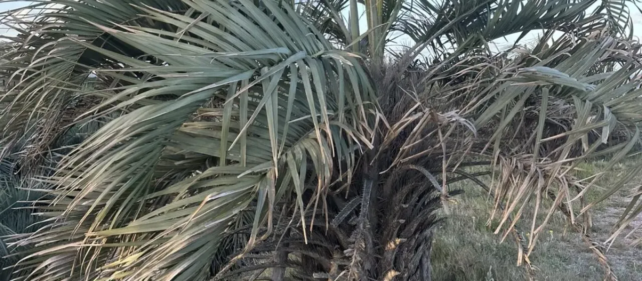 Butia odorata