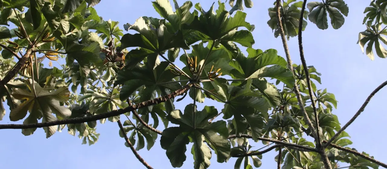 Cecropia polystachya