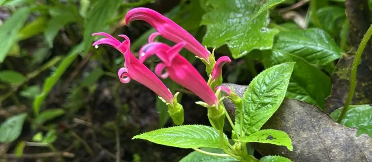 Centropogon talamancensis