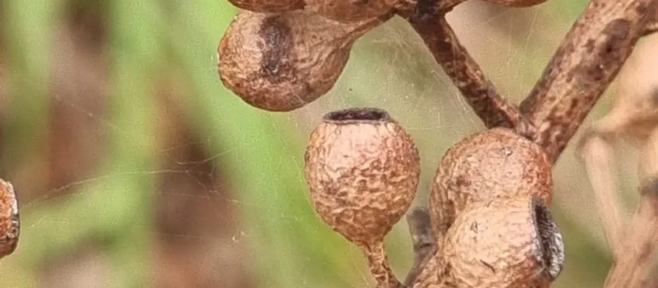 Eucalyptus piperita