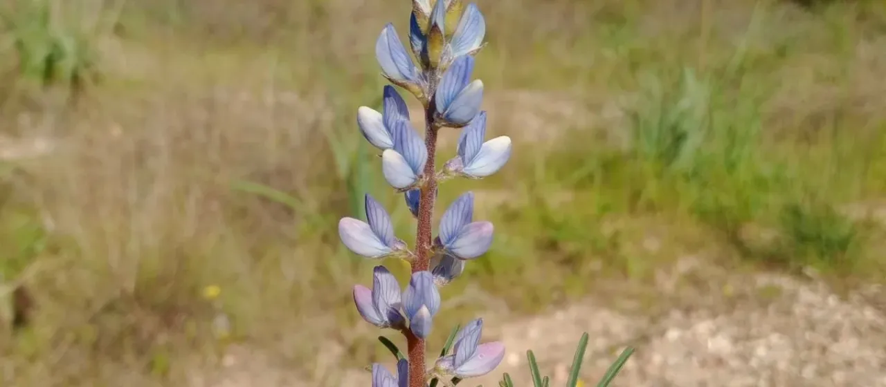 Narrow-leafed lupin