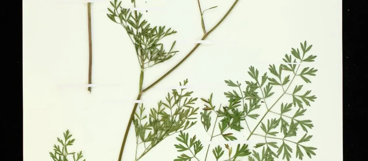 Ligusticopsis wallichiana