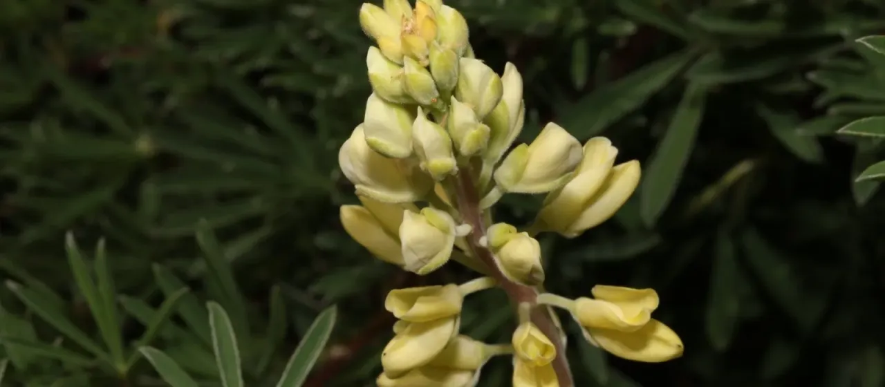 Tree lupin