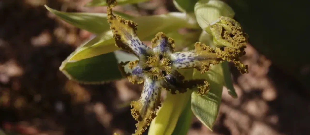 Ferraria uncinata