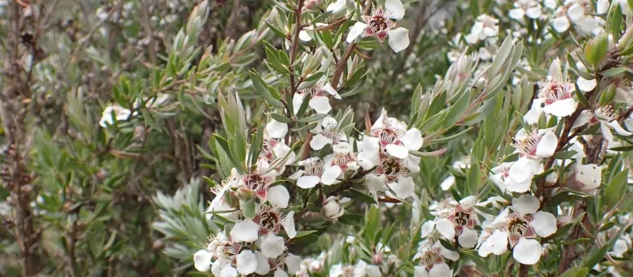 Mountain tea tree