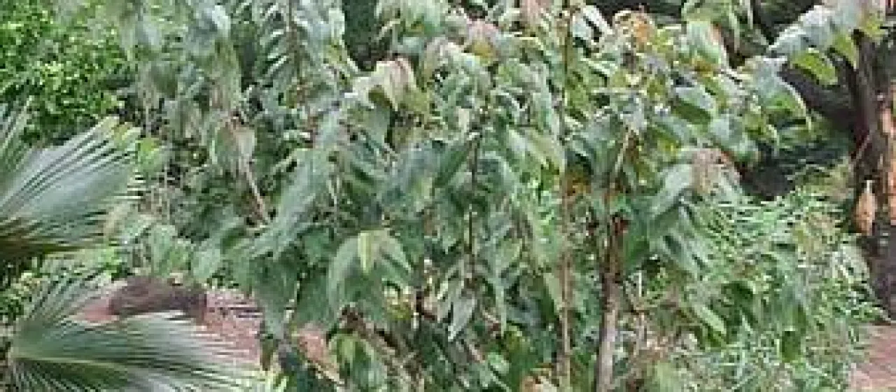 Flueggea neowawraea