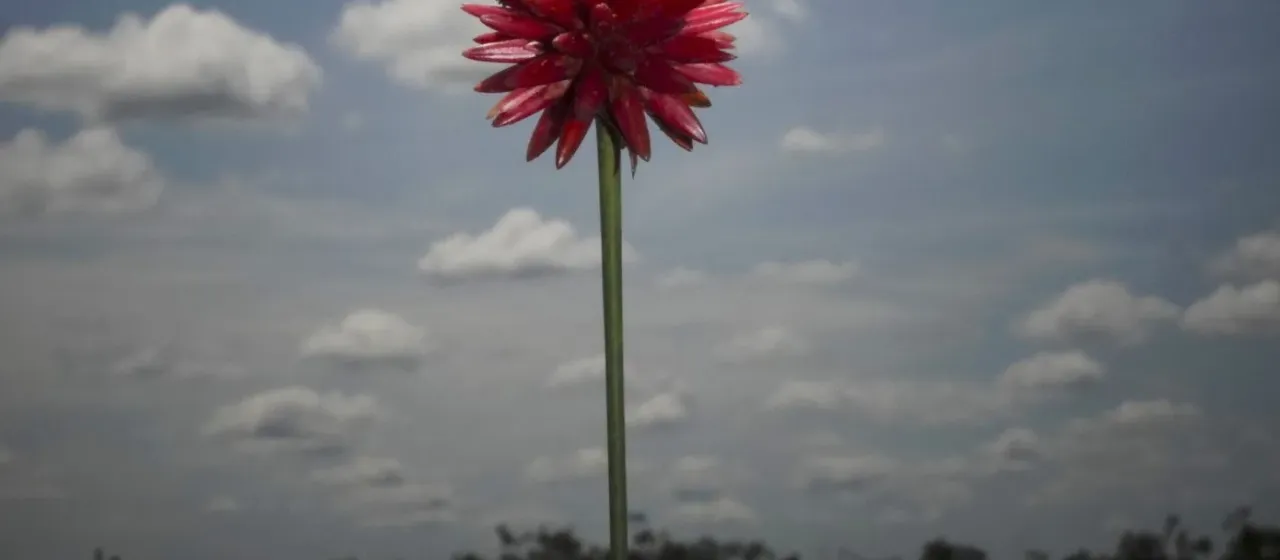 Schoenocephalium teretifolium