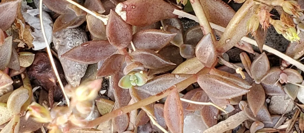 Lenophyllum texanum