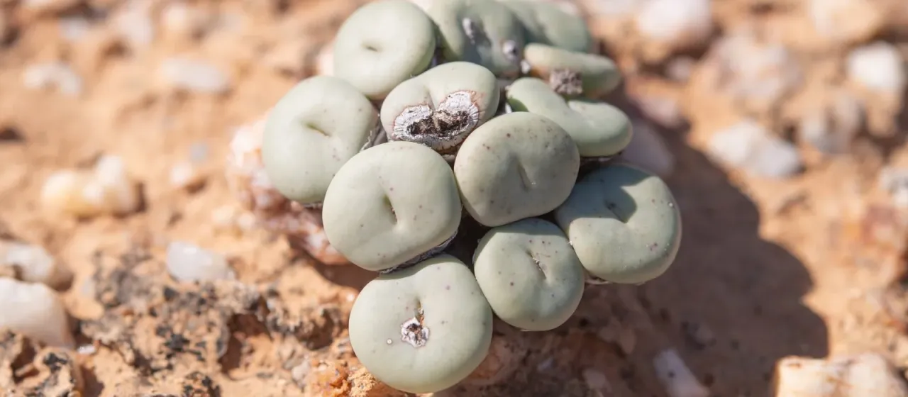 Conophytum minutum