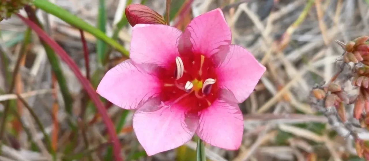 Tritonia squalida