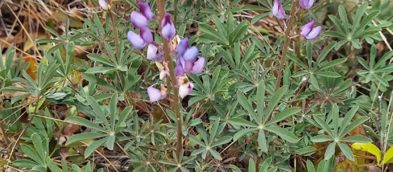 Wild perennial lupine