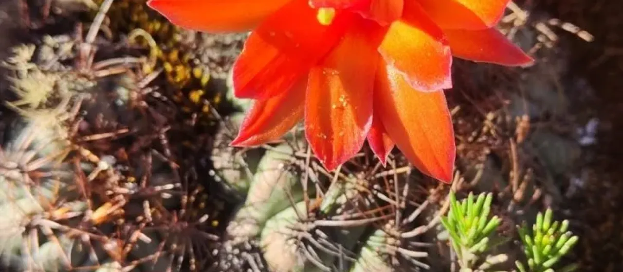 Matucana aurantiaca