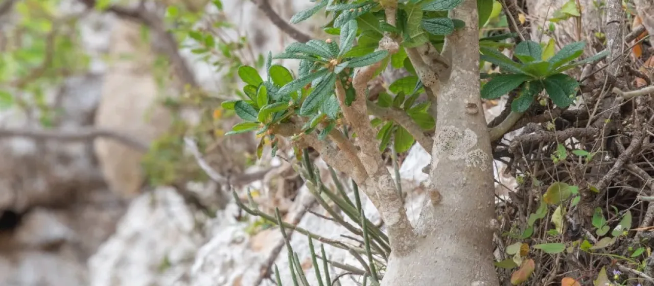 Dorstenia gigas