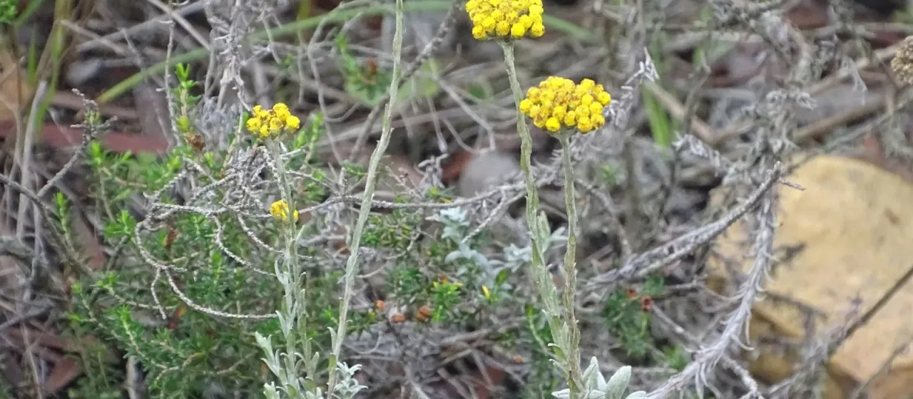 Helichrysum cymosum