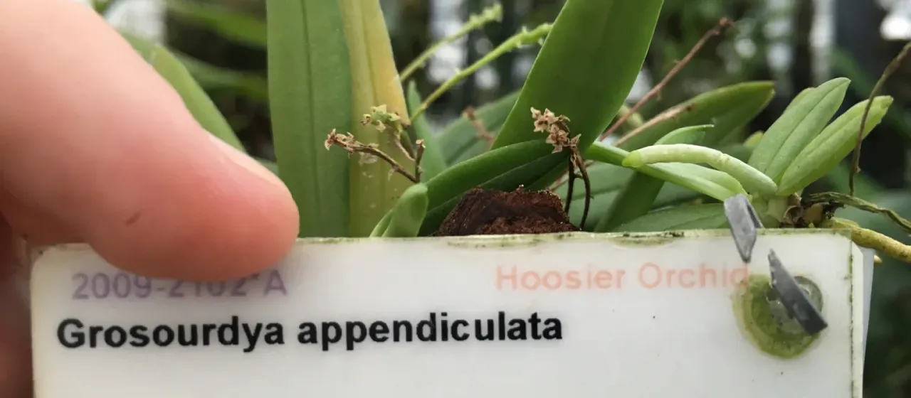 Grosourdya appendiculata