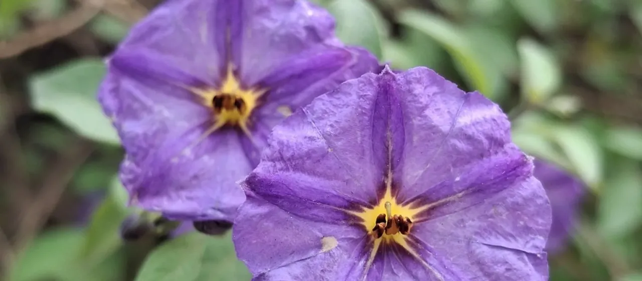 Blue Potato Bush