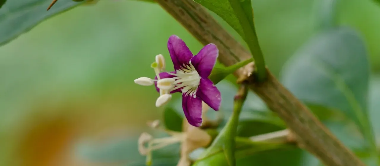 Chinese boxthorn