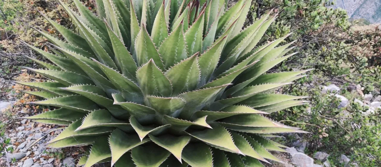 Mountain agave