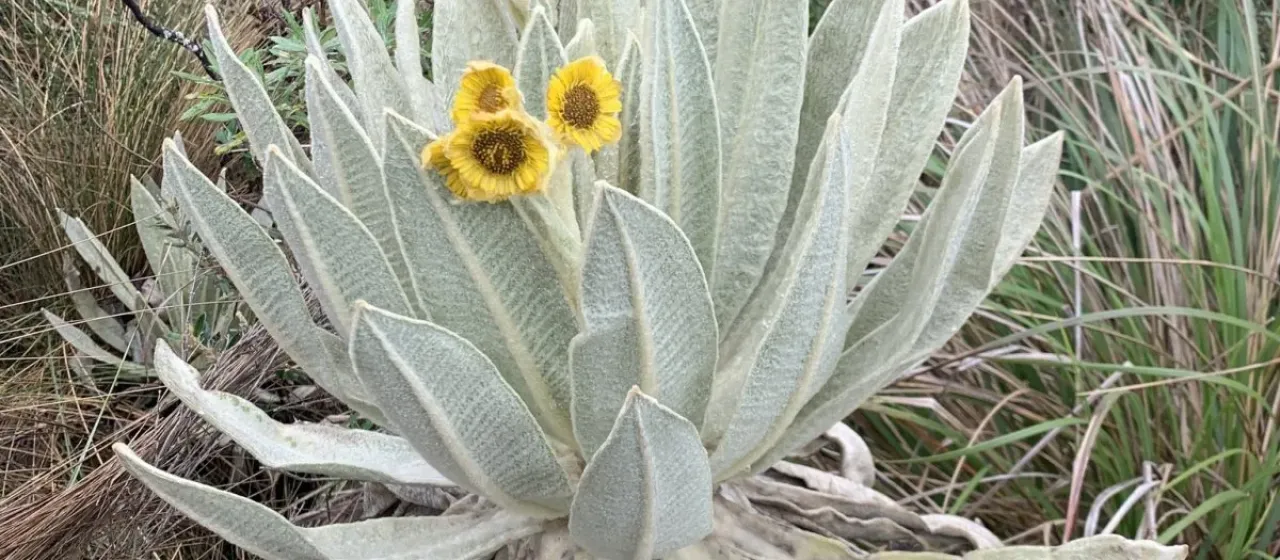Espeletia pycnophylla