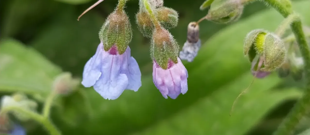 Lindelofia anchusoides
