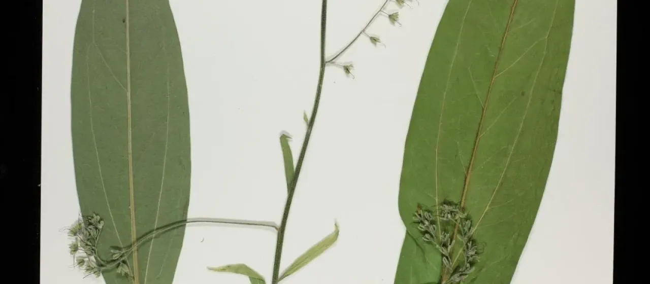 Lindelofia longiflora