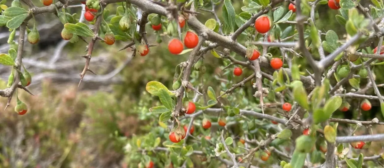 African boxthorn
