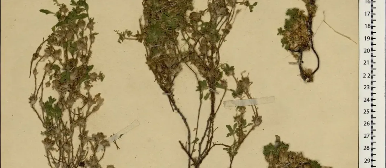 Dionysia cespitosa