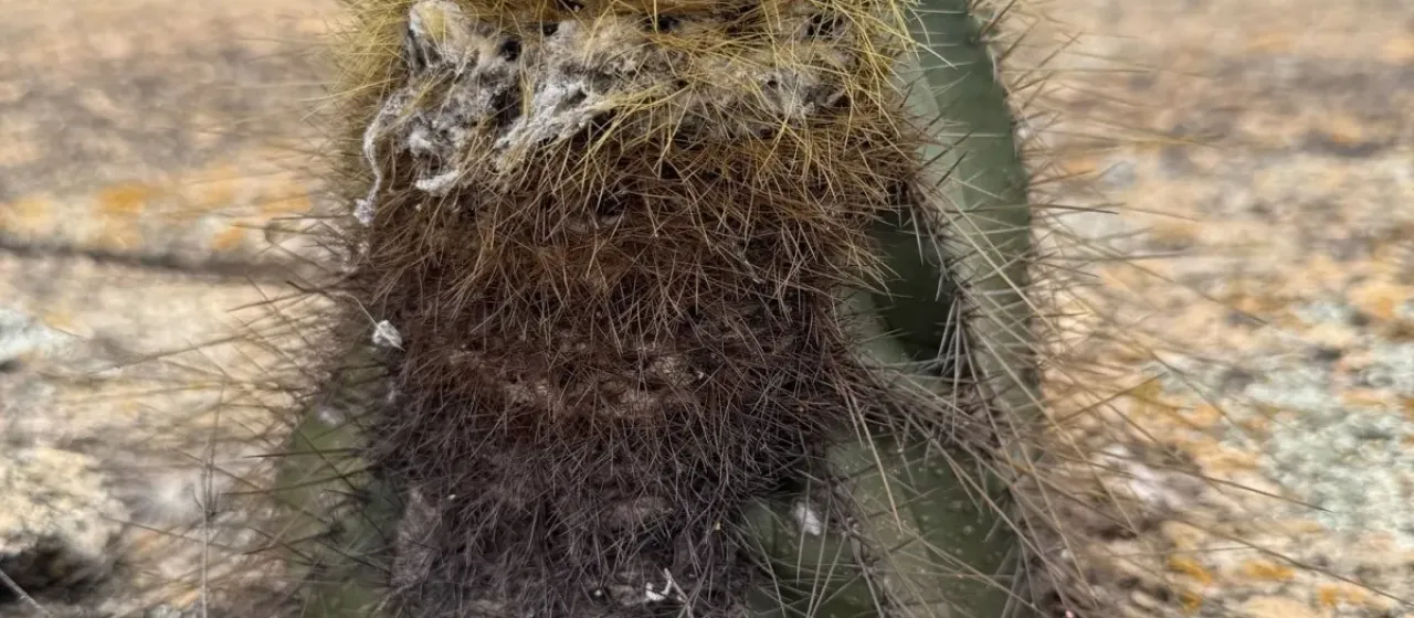 Coleocephalocereus aureus
