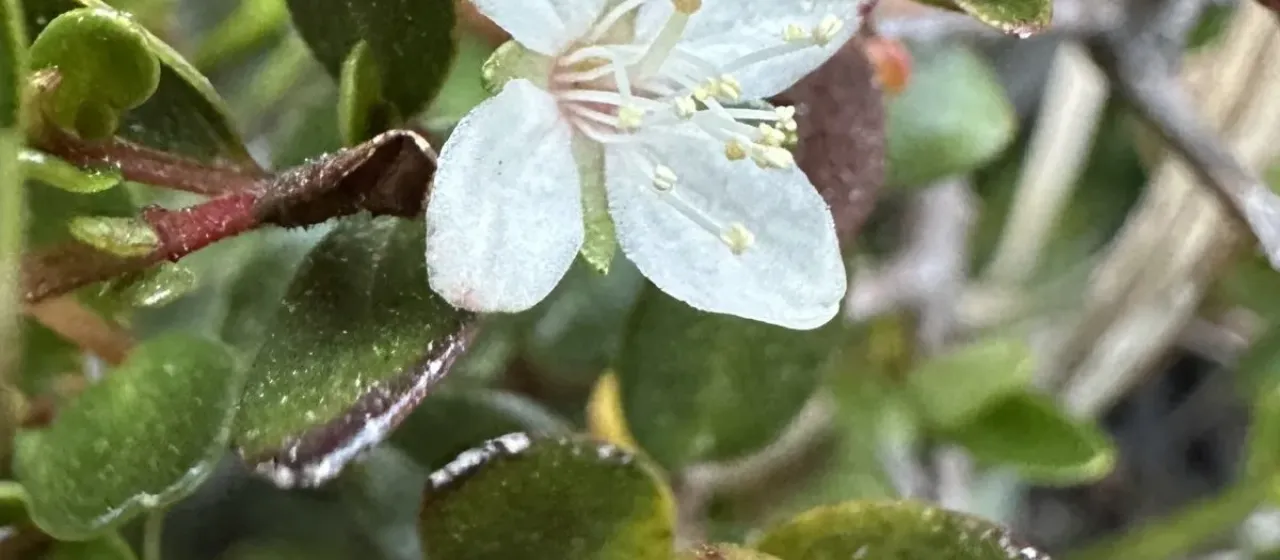 Myrteola nummularia