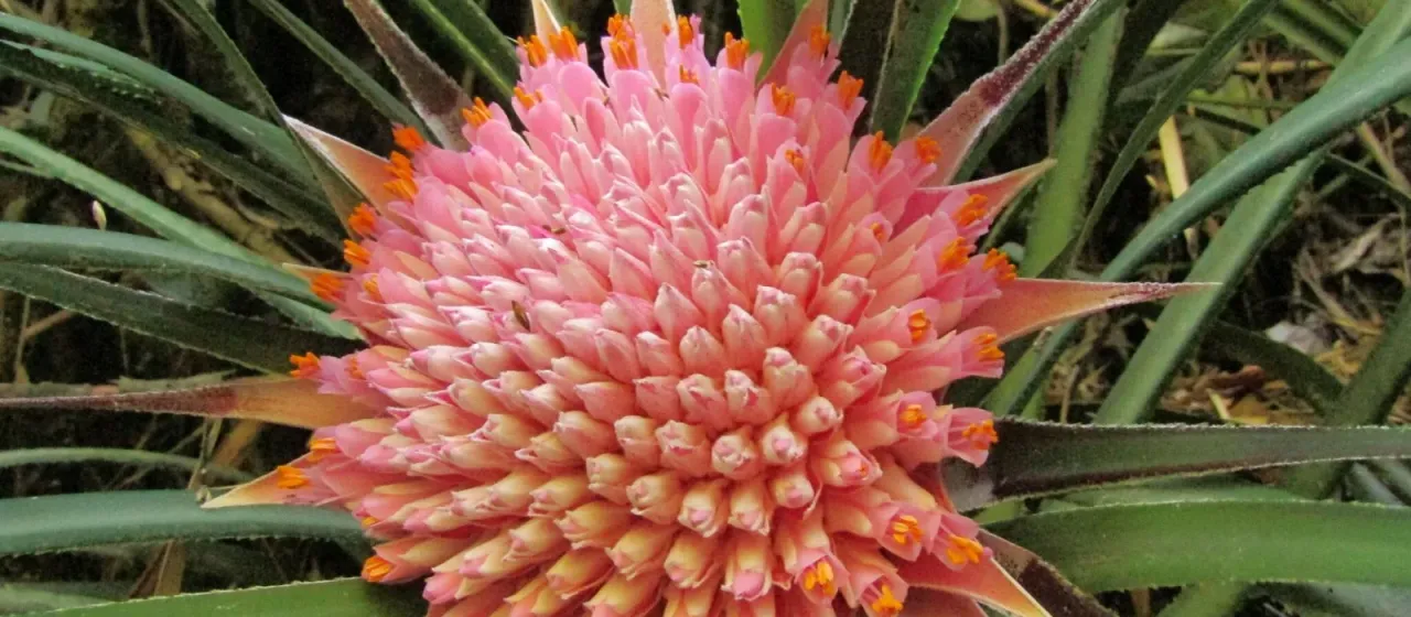 Ochagavia carnea