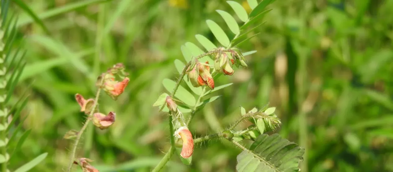 Aeschynomene ciliata
