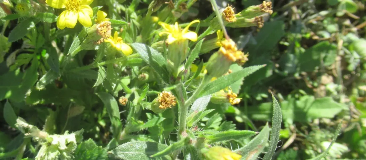 Croptilon divaricatum