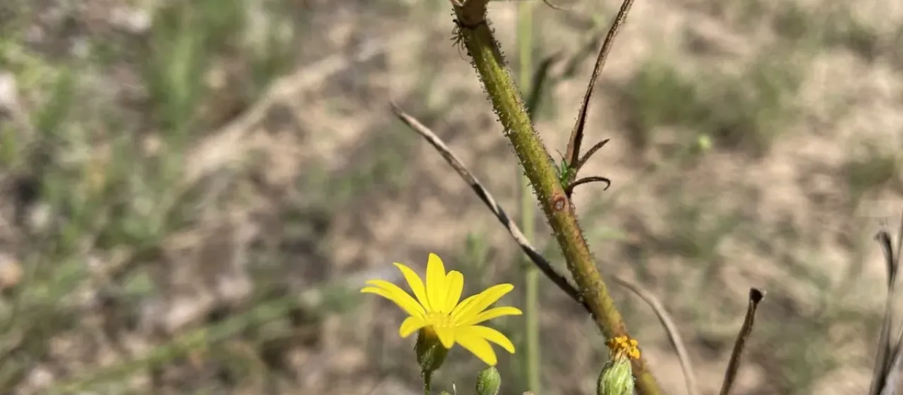 Hooker's croptilon