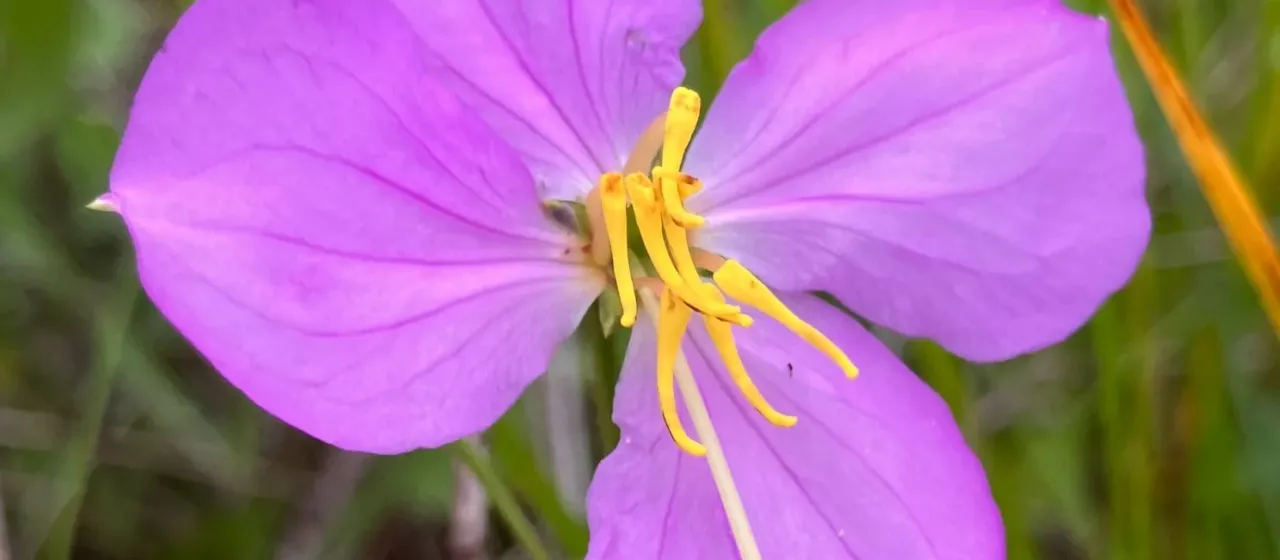 Rhexia nashii
