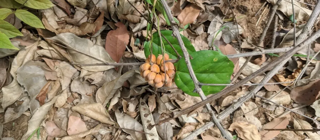 Triclisia subcordata