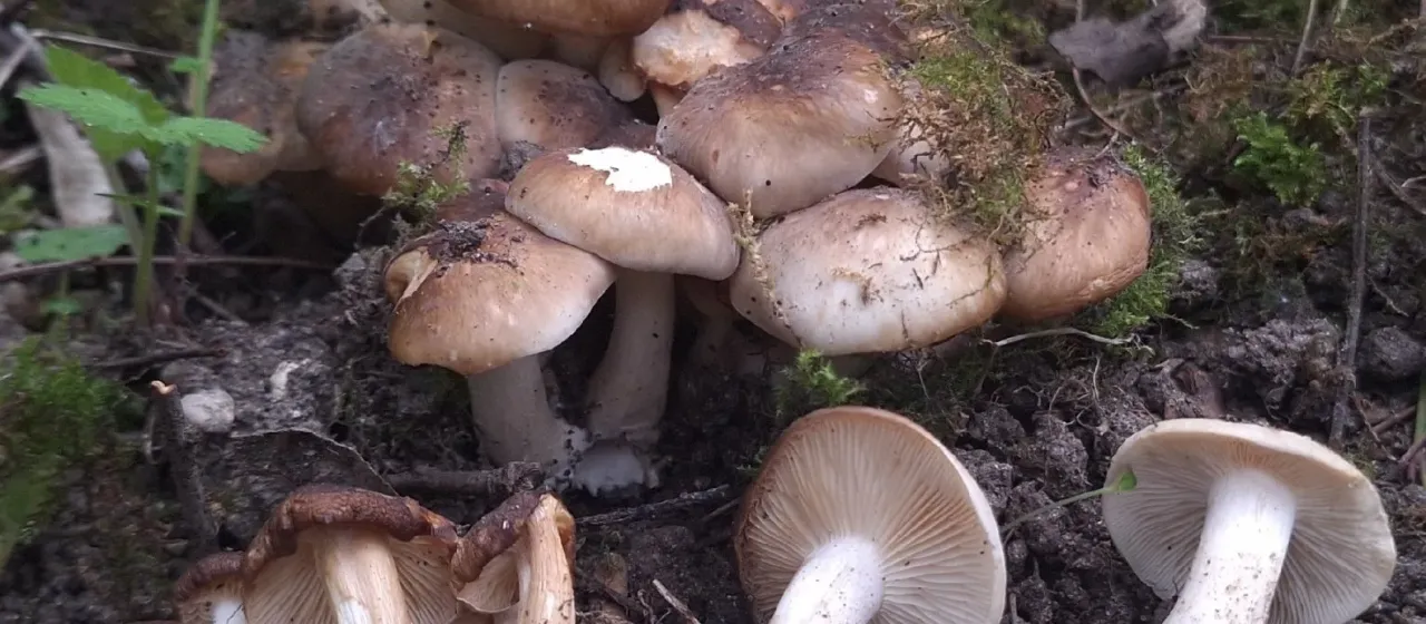 Fried Chicken Mushroom