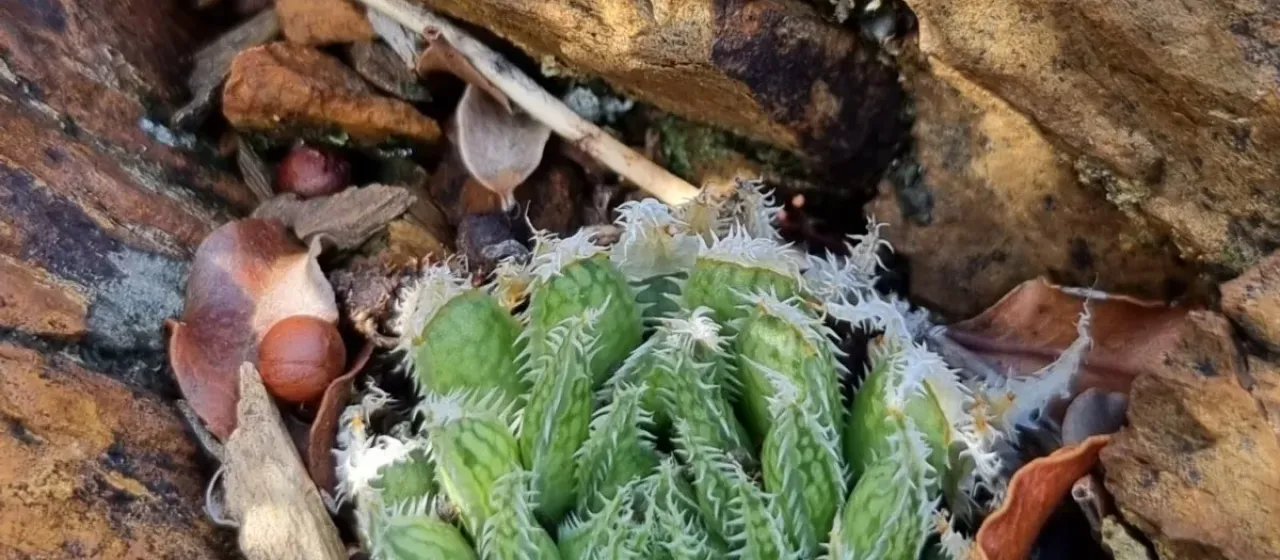 Haworthia herbacea