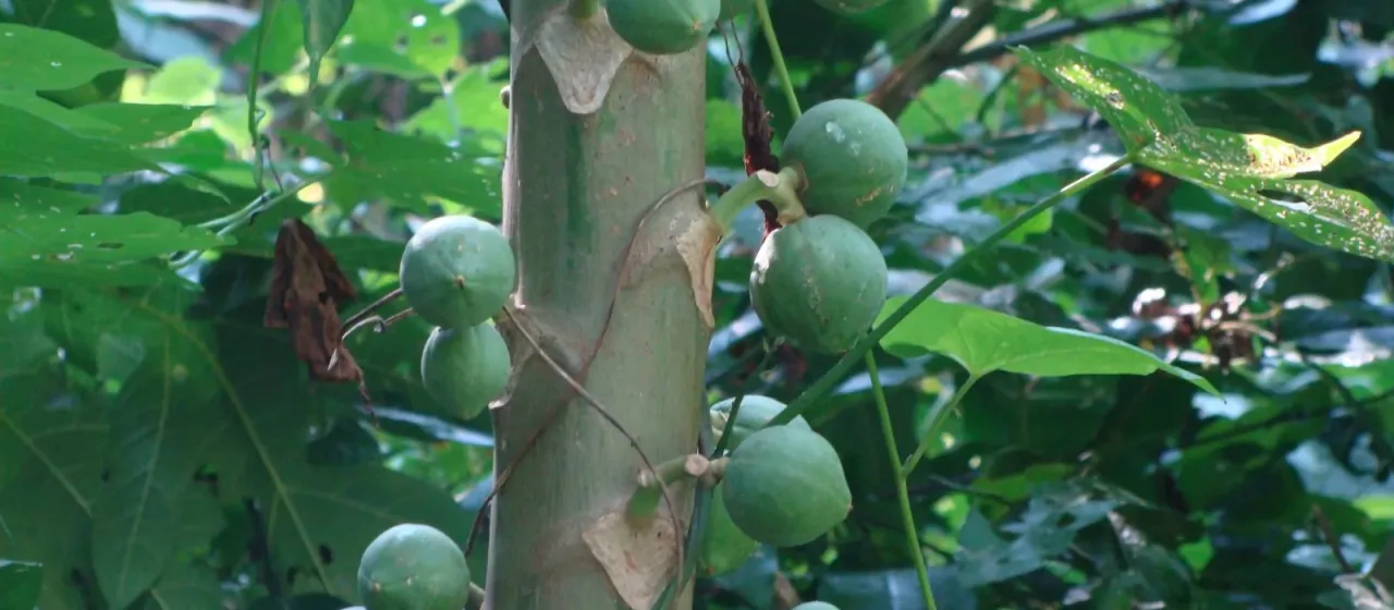 Mountain papaya