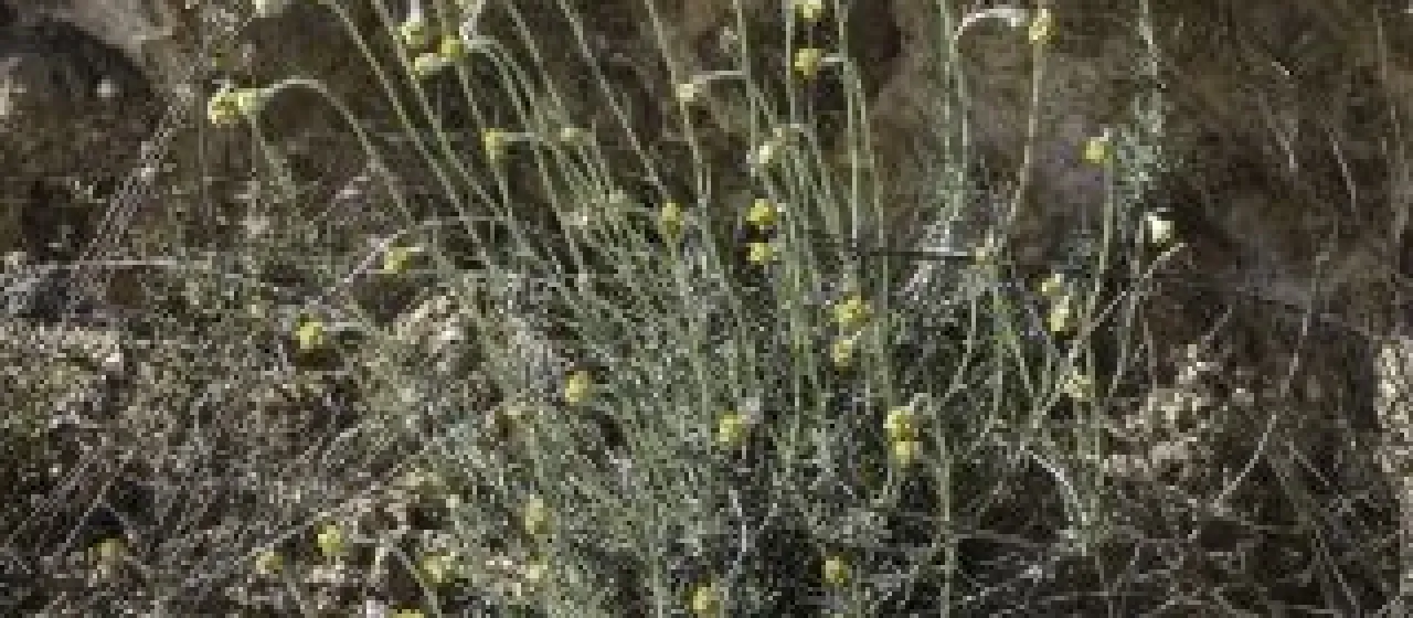 Helichrysum pomelianum