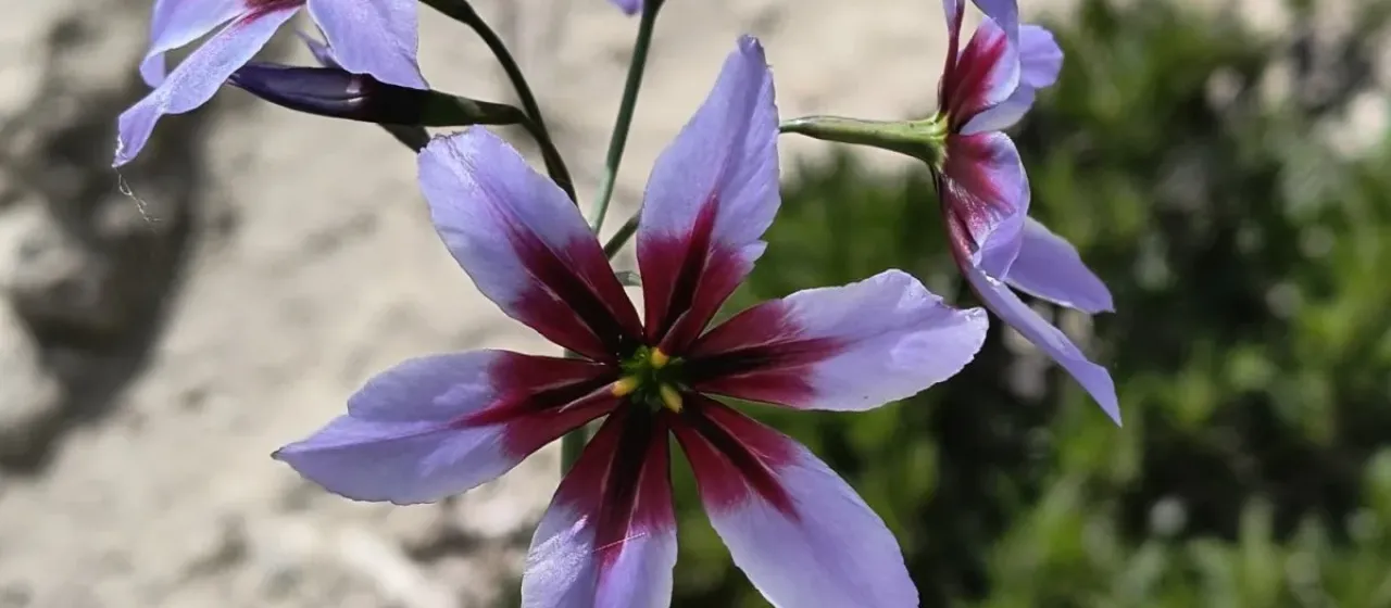 Leucocoryne purpurea
