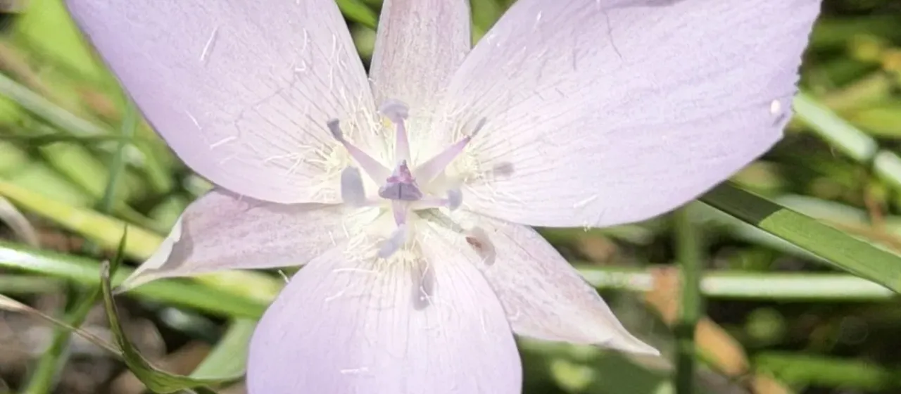 Calochortus uniflorus